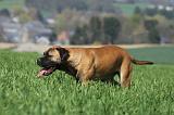 BULLMASTIFF 528